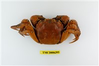 藏品(日本絨螯蟹)的圖片